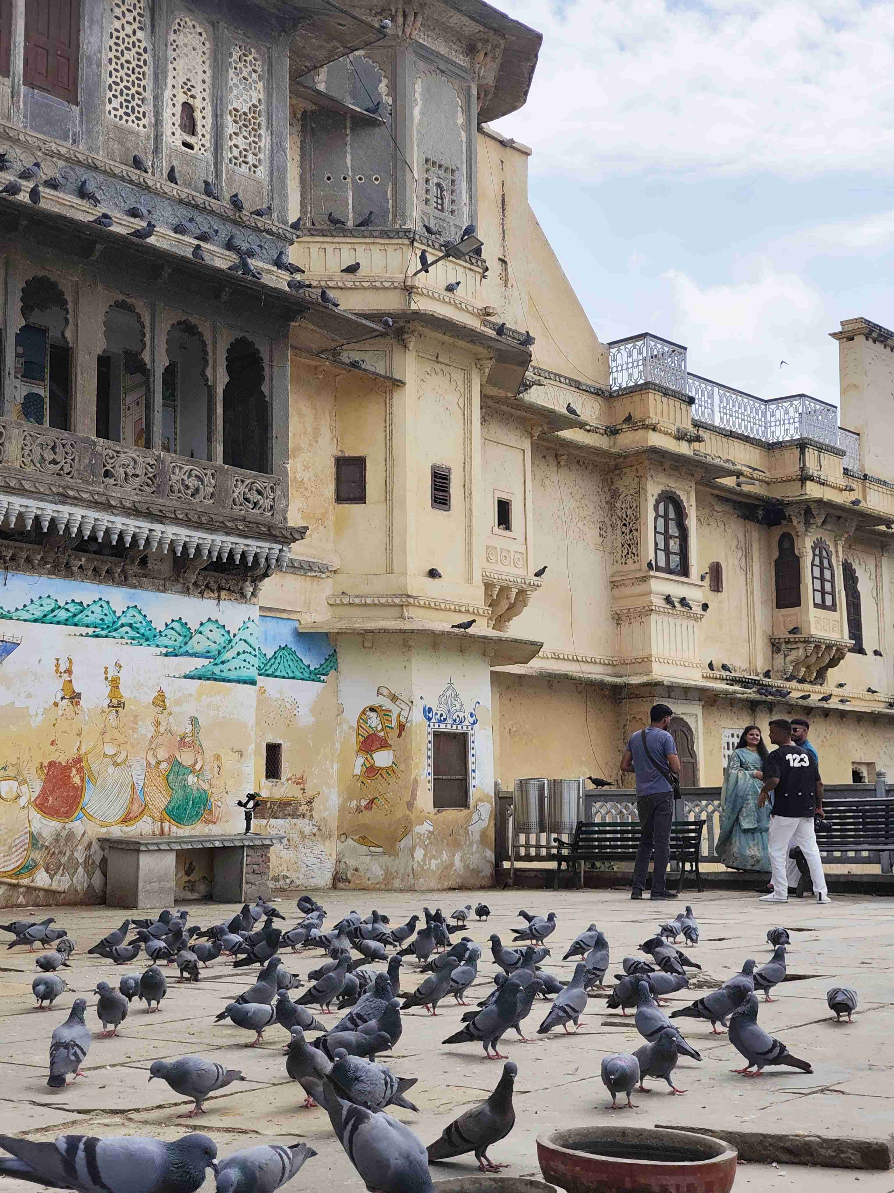 Pigeons 1. Udaipur &lsquo;25