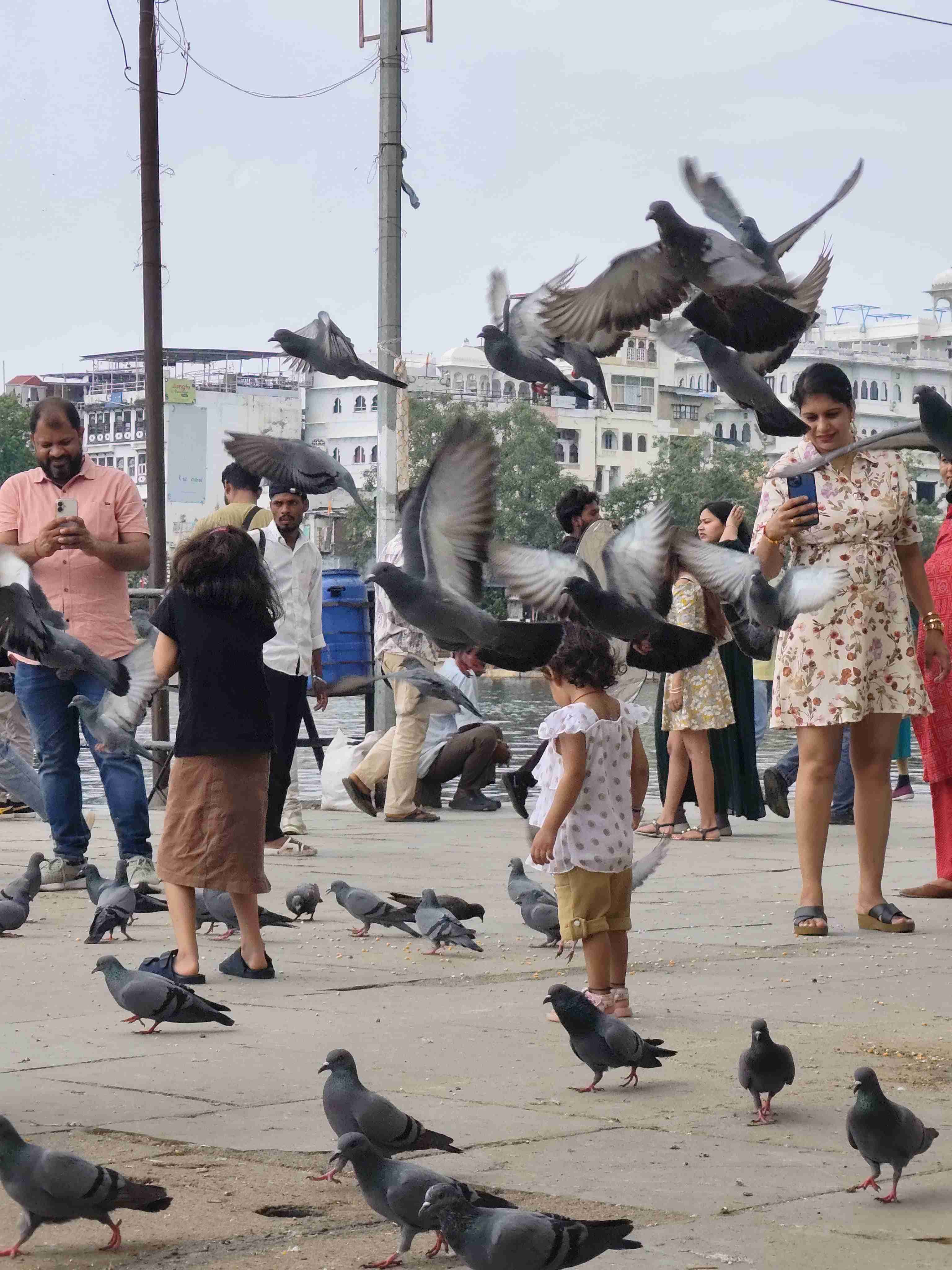 Pigeons 2. Udaipur &lsquo;25