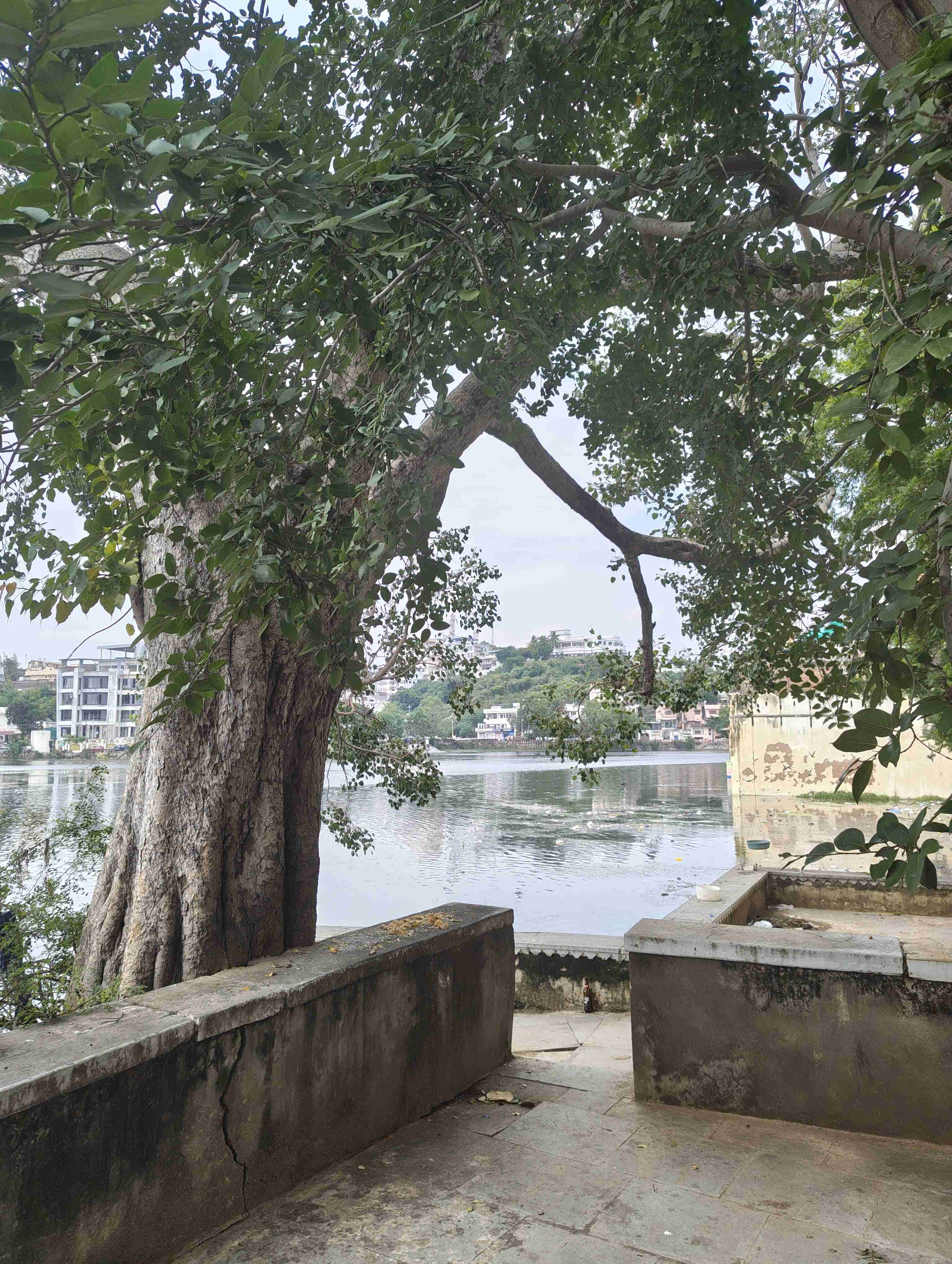 Tree By the Lake. Udaipur &lsquo;25